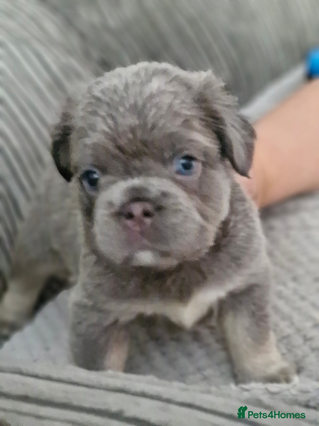 French Bulldog dogs for sale: Fluffy French bulldog pups for sale - Image 8