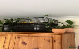 Canaries birds for sale: Canary pair for sale - Image 5