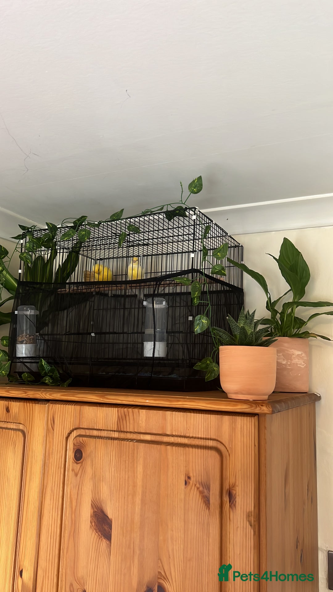 Canaries birds for sale: Canary pair for sale - Image 5