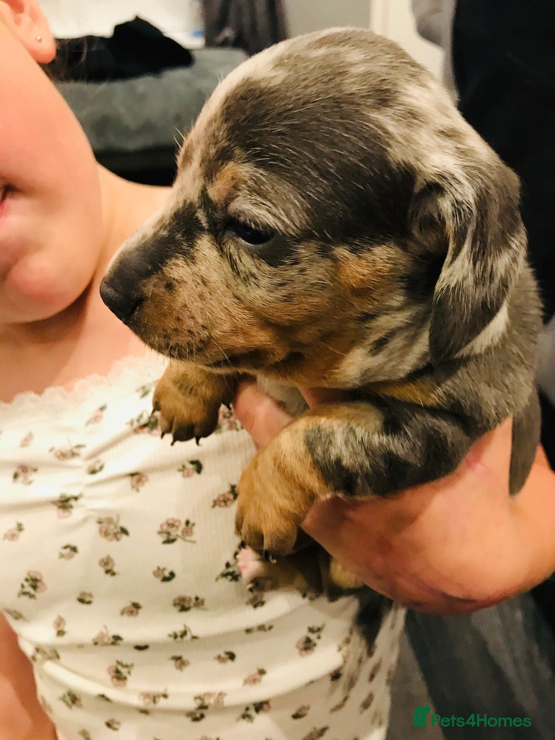 Miniature Dachshund dogs for sale: 4 beautiful miniature dachshunds 4 weeks old - Image 9