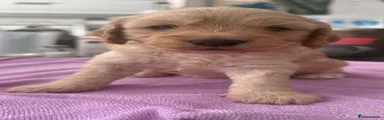 Cockapoo 3