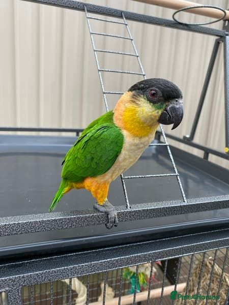 Parrots birds -Headed Caique – Loving Home Wanted - Advert 3