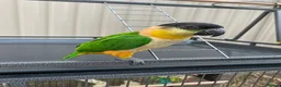Parrots birds for sale: -Headed Caique – Loving Home Wanted in Portsmouth - Advert 1