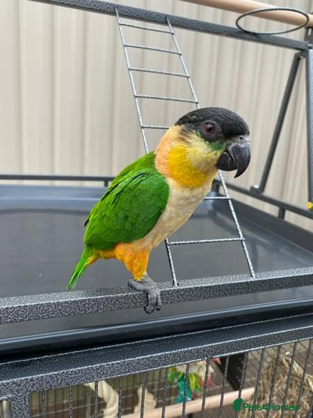Parrots birds for sale: -Headed Caique – Loving Home Wanted in Portsmouth - Advert 1