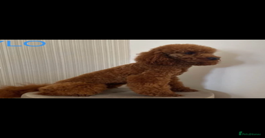 Miniature Poodle dogs - Advert 7