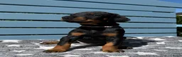 Dobermann dogs for sale: Fully health tested, champion lines - Advert 1