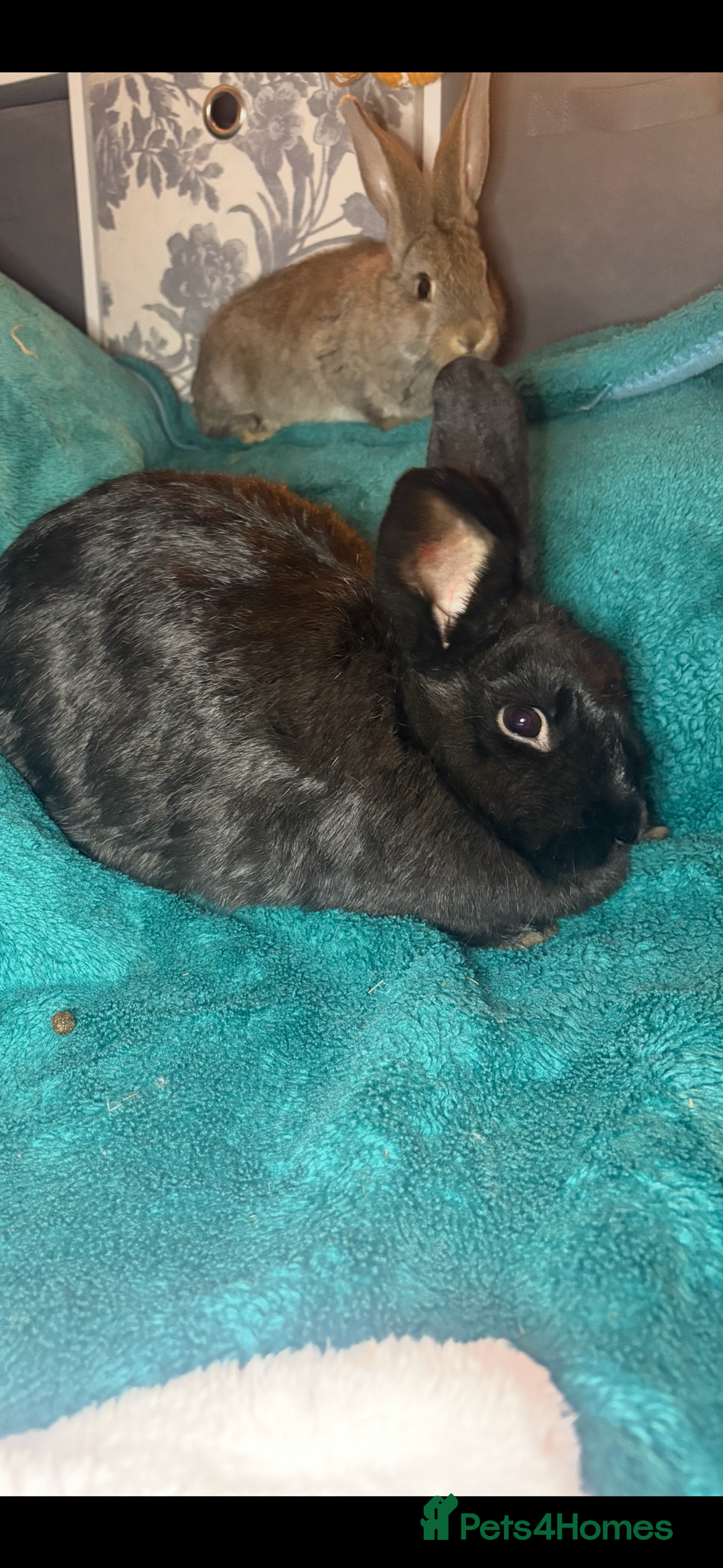 Continental Giant rabbits for sale: Beautiful continental giant baby rabbits ready  - Advert 18