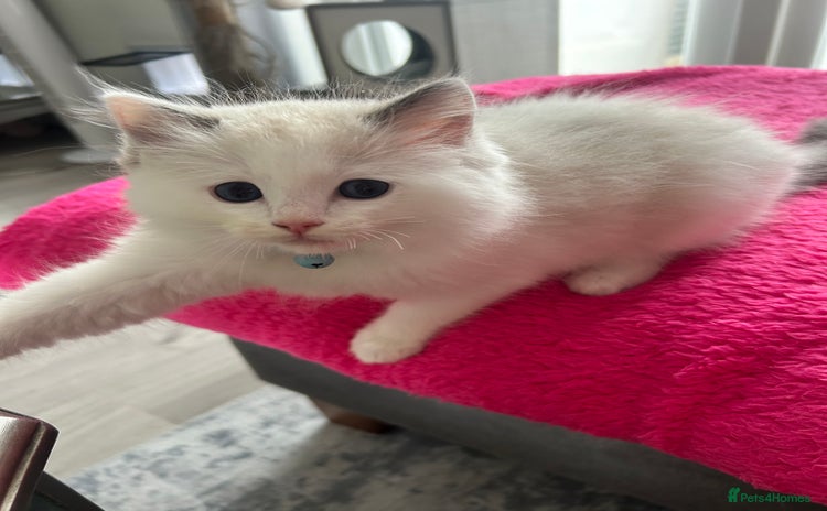 Ragdoll cats - Advert 15
