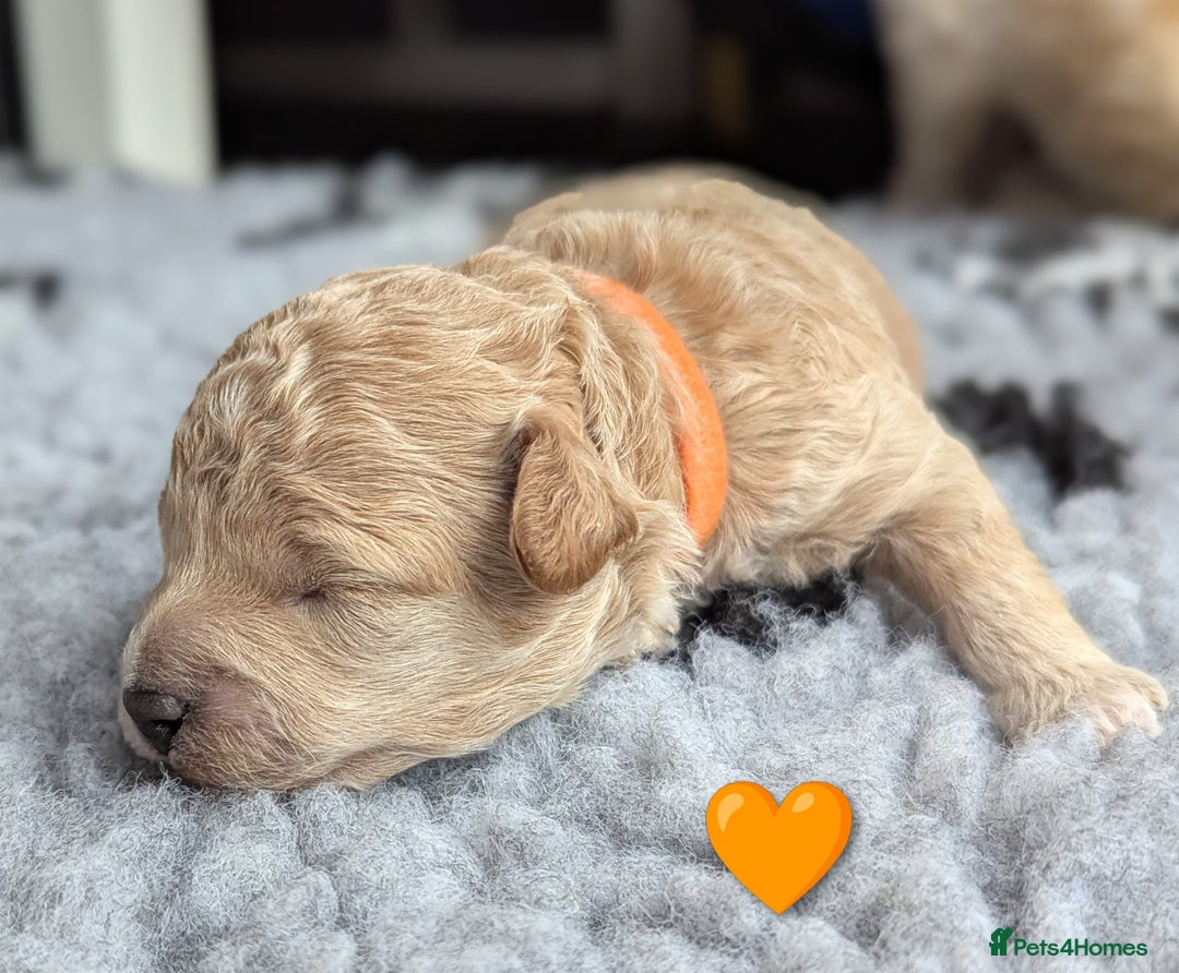 Poochon dogs for sale: 🐾 Adorable F1b Poochon Puppies - Ready November🐾 - Image 13