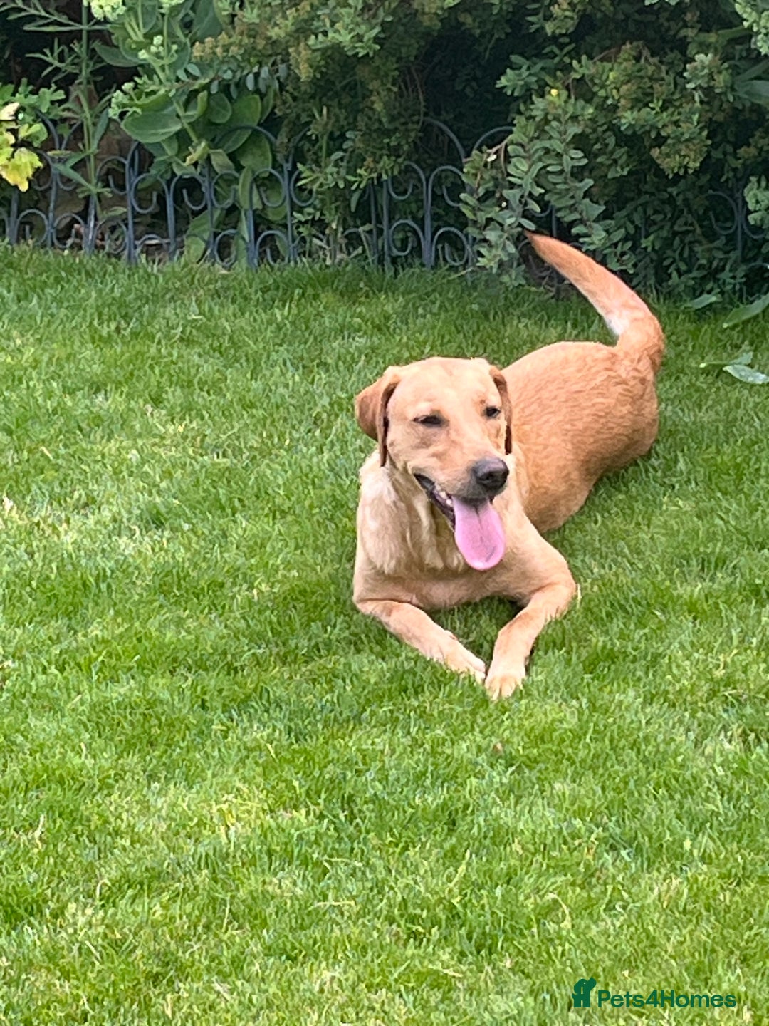 Labrador Retriever dogs for sale: Loving friendly three year old Labrador bitch  - Image 5