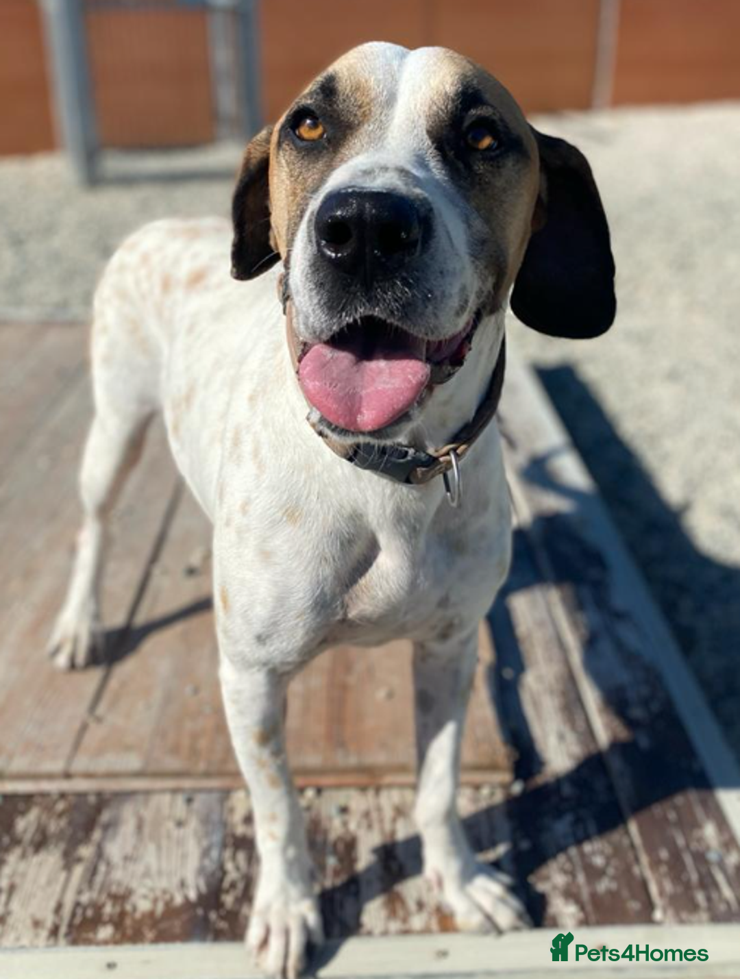 Pointer dogs for adoption: Jeffrey - gentle giant seeks forever cuddles! - Image 9