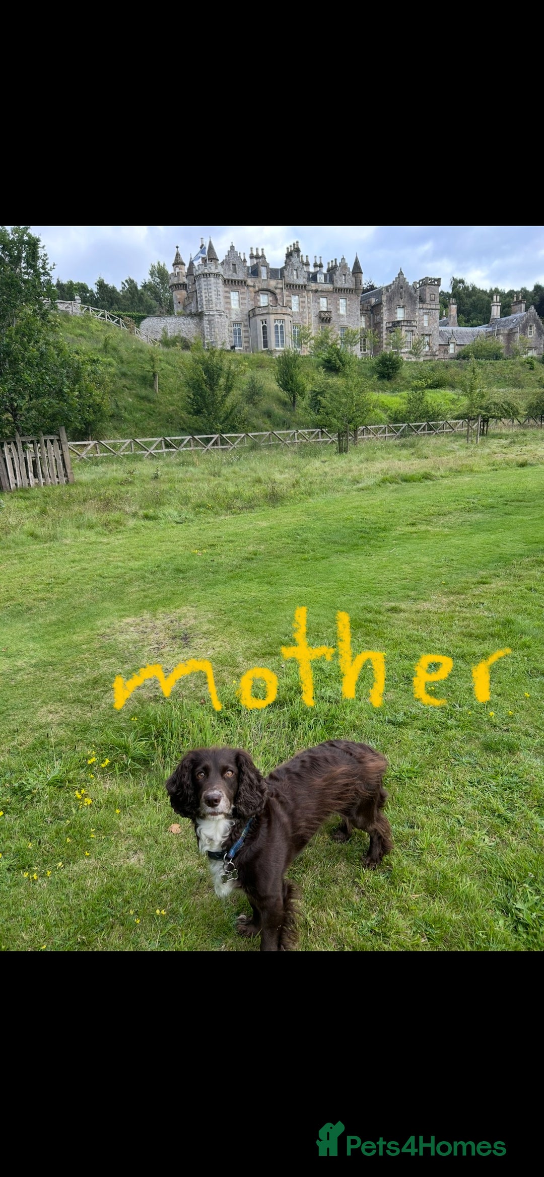 Cocker Spaniel dogs for sale: English Working Cocker Spaniel - Advert 9