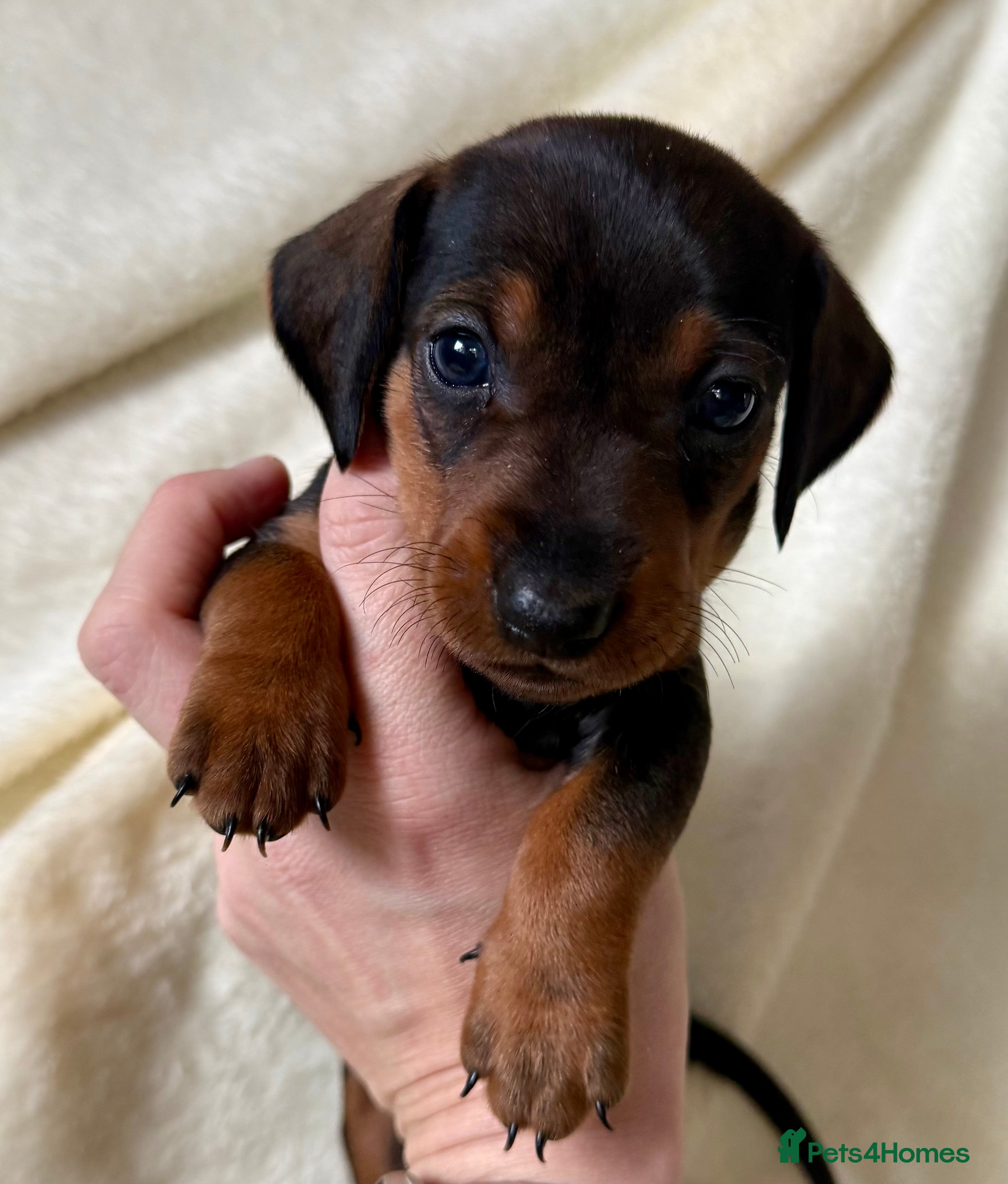 Miniature Dachshund dogs Miniature dachshund puppies  - Advert 1