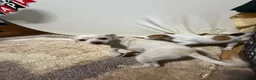 Jack Chi dogs for sale: Beautiful Jack Chi puppies for sale  in Leighton Buzzard - Advert 10