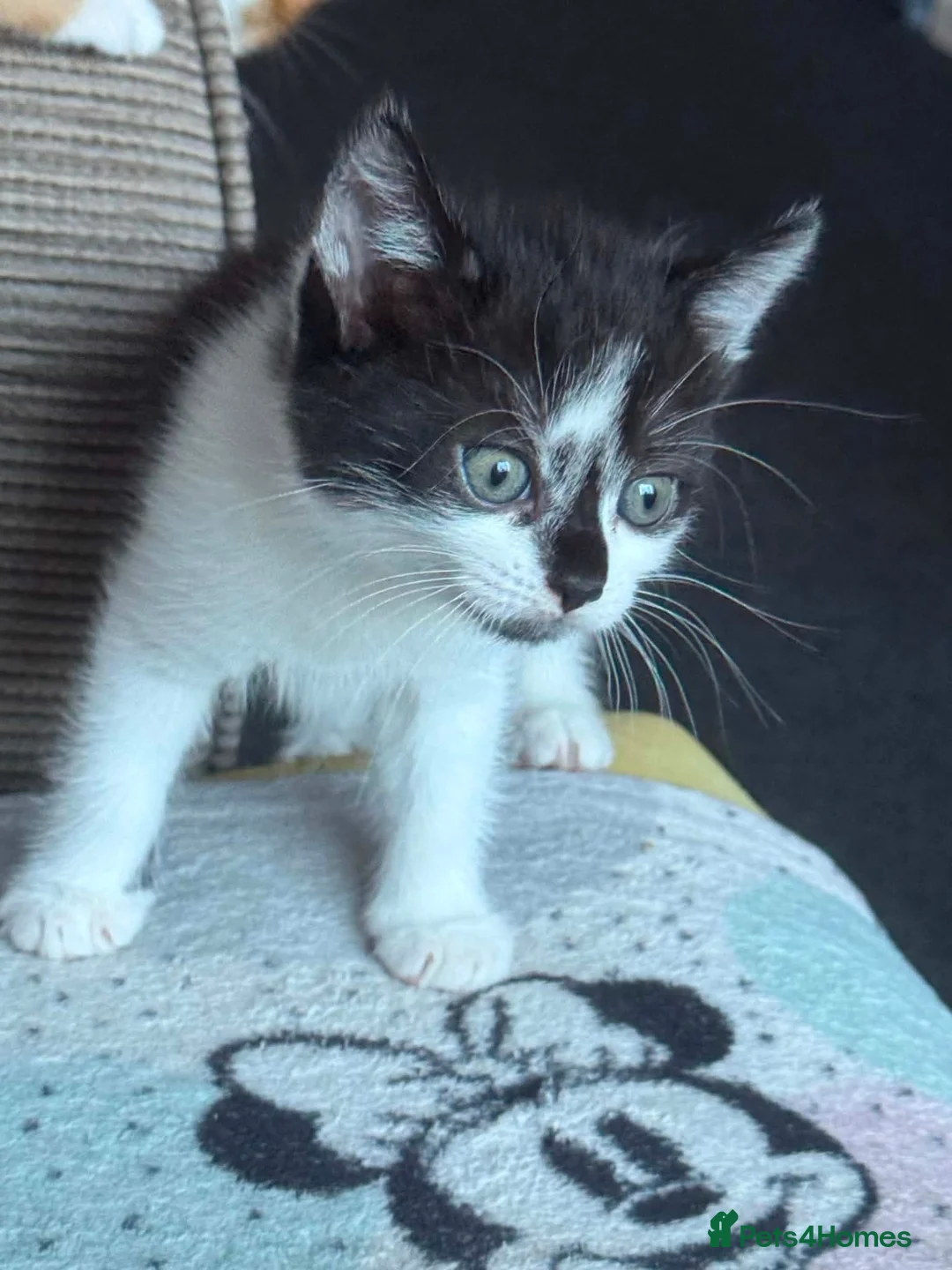 Mixed Breed cats for sale: Male black and white kitten in Scunthorpe - Advert 2