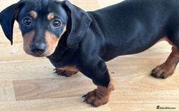 Dachshund dogs for sale: Ready Now, Male Black and Tan Dachshund  - Image 34