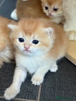 British Shorthair cats - Advert 6