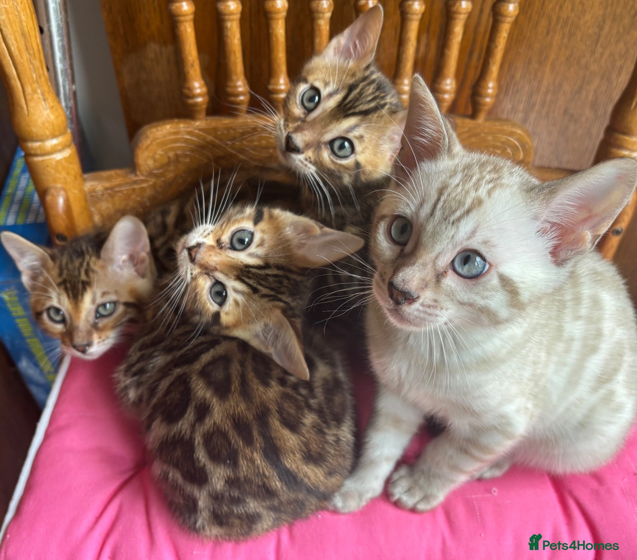Bengal cats TICA registered Bengal kittens for sale - Advert 1