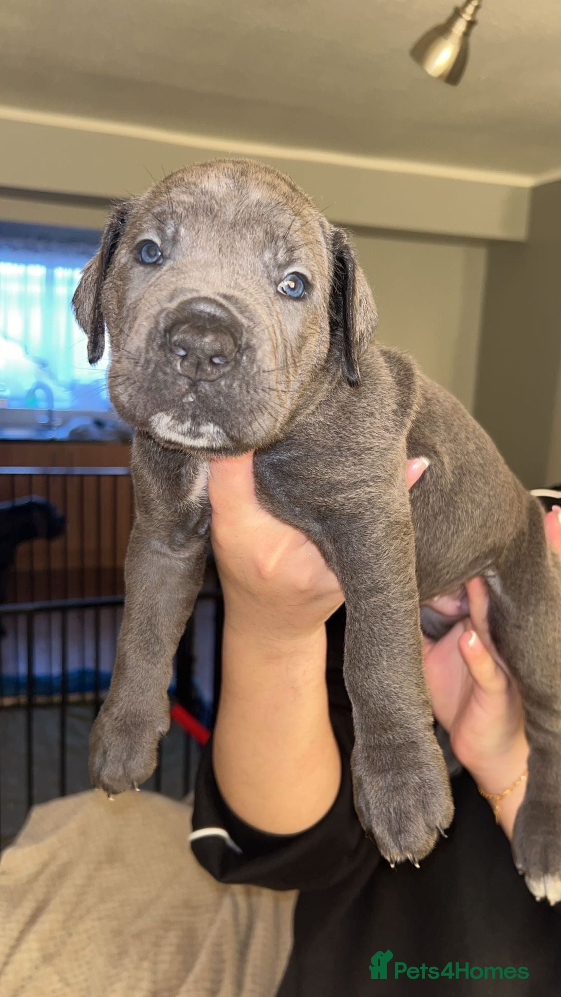 Cane Corso dogs Pure Blue Cane Corso puppies for sale - Advert 10