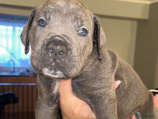 Cane Corso dogs Pure Blue Cane Corso puppies for sale - Advert 14