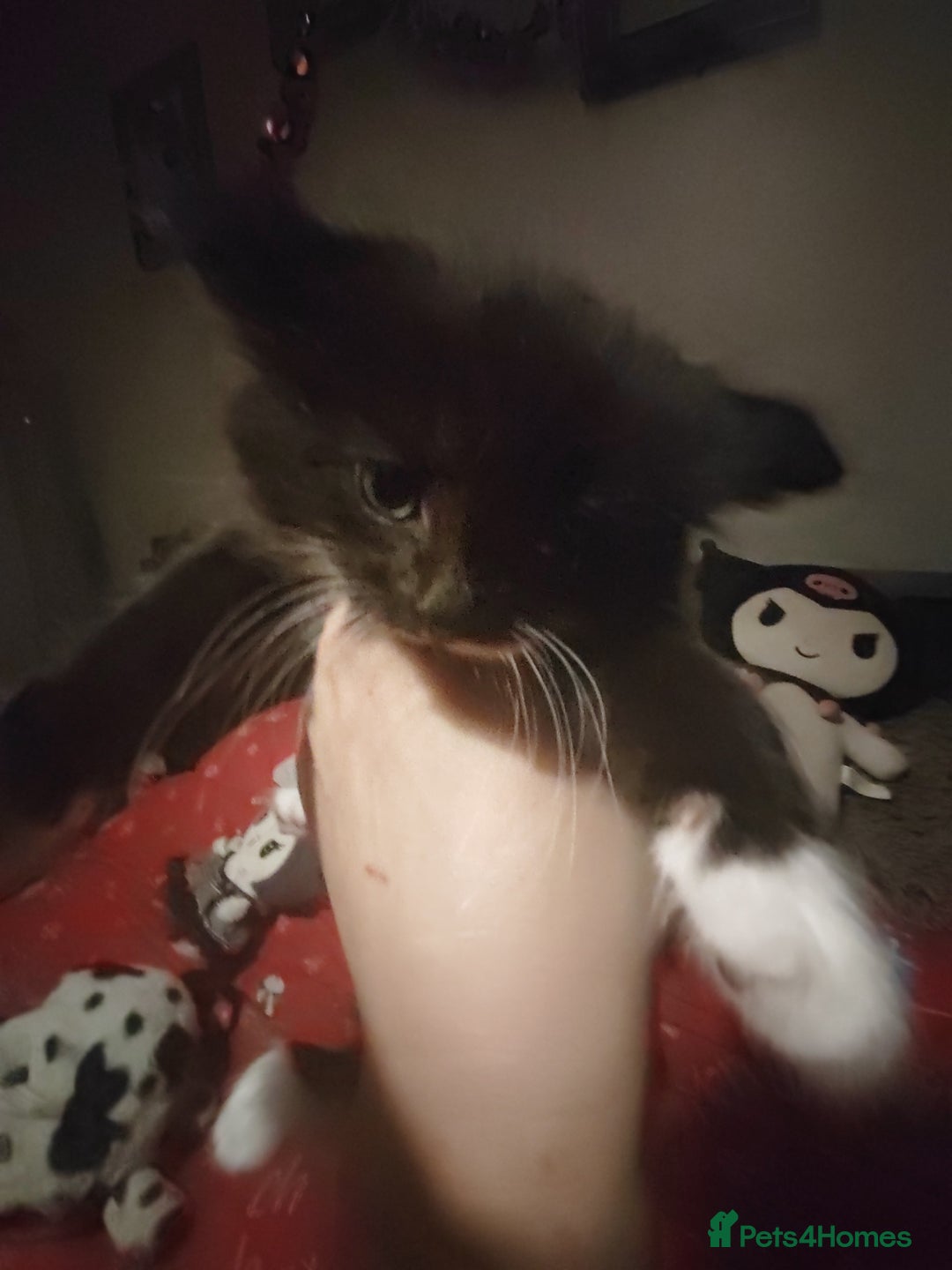 Mixed Breed cats for sale: Beautiful fluffy kittens  - Advert 15