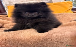 Pomeranian dogs for sale: Boy Pomeranian !! - Image 2