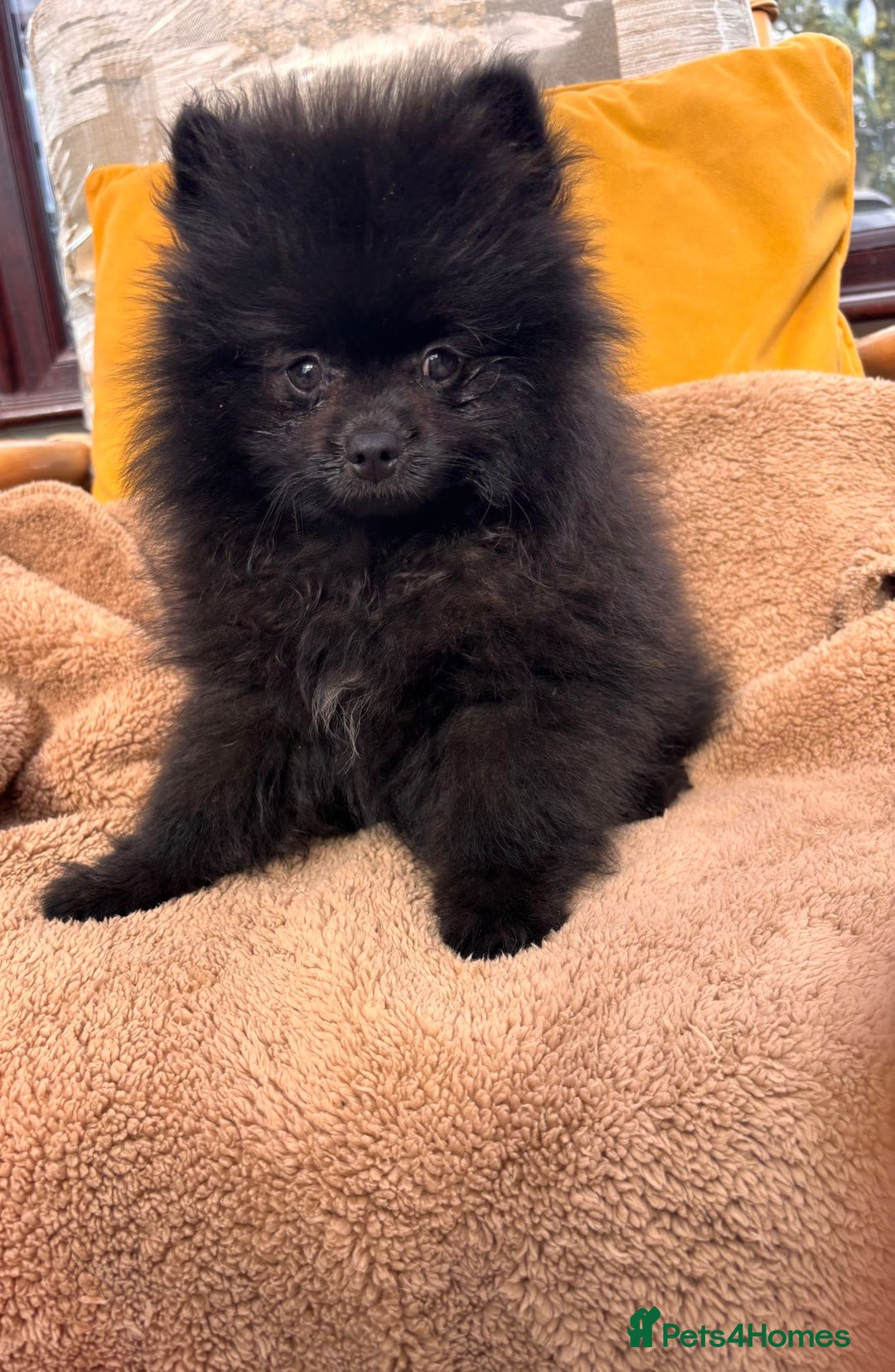 Pomeranian dogs for sale: Boy Pomeranian !! - Image 2