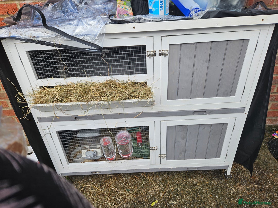 French Lop rabbits for sale: 2 female French lop rabbits and brand new hutch - Image 3