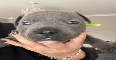 Staffordshire Bull Terrier dogs - Advert 10