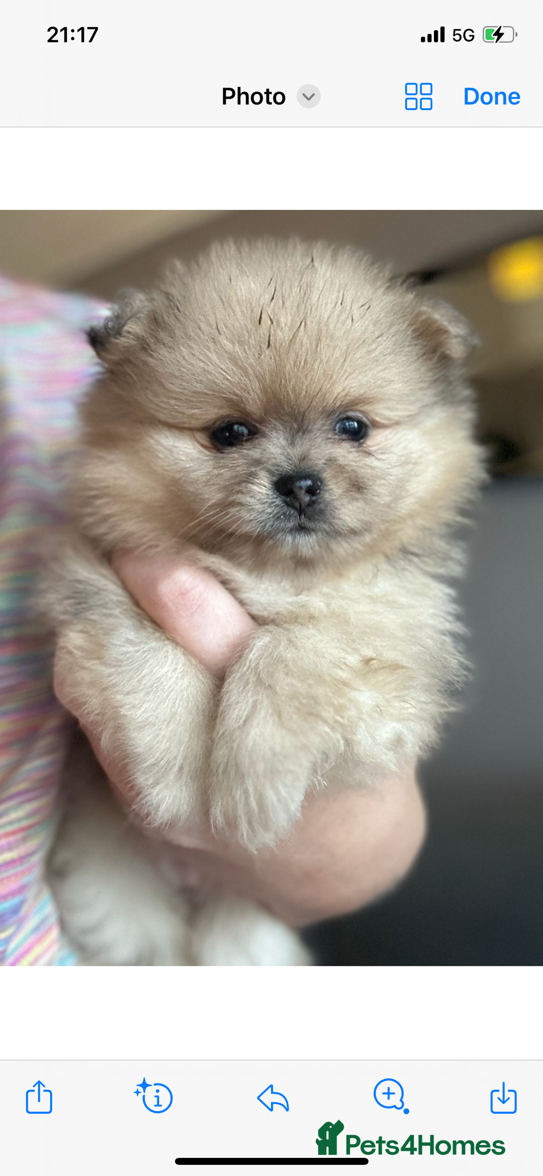 Pomeranian dogs for stud: Cobee (PROVEN)  ( STUD ONLY ) (PRODUCING MERLES)   in Liverpool - Advert 32