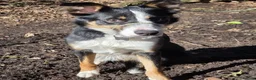 Border Collie dogs for sale: Border Collie For Sale in Wirral - Advert 4