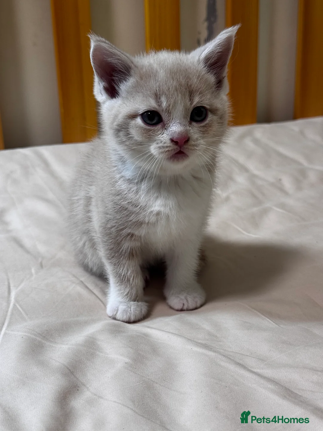 Scottish Fold cats for sale: Scottish Fold & Straight Kittens 🐾 - Advert 26