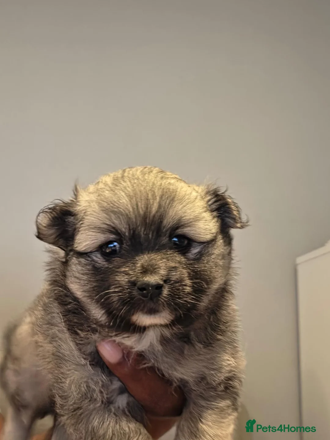 Pomeranian dogs for sale: Beautiful Pomeranian Puppies in Manchester - Advert 11