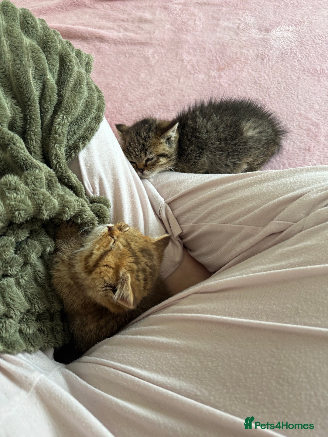 British Shorthair cats for sale: ✨Beautiful British Shorthair Kittens Ready now✨ - Image 9