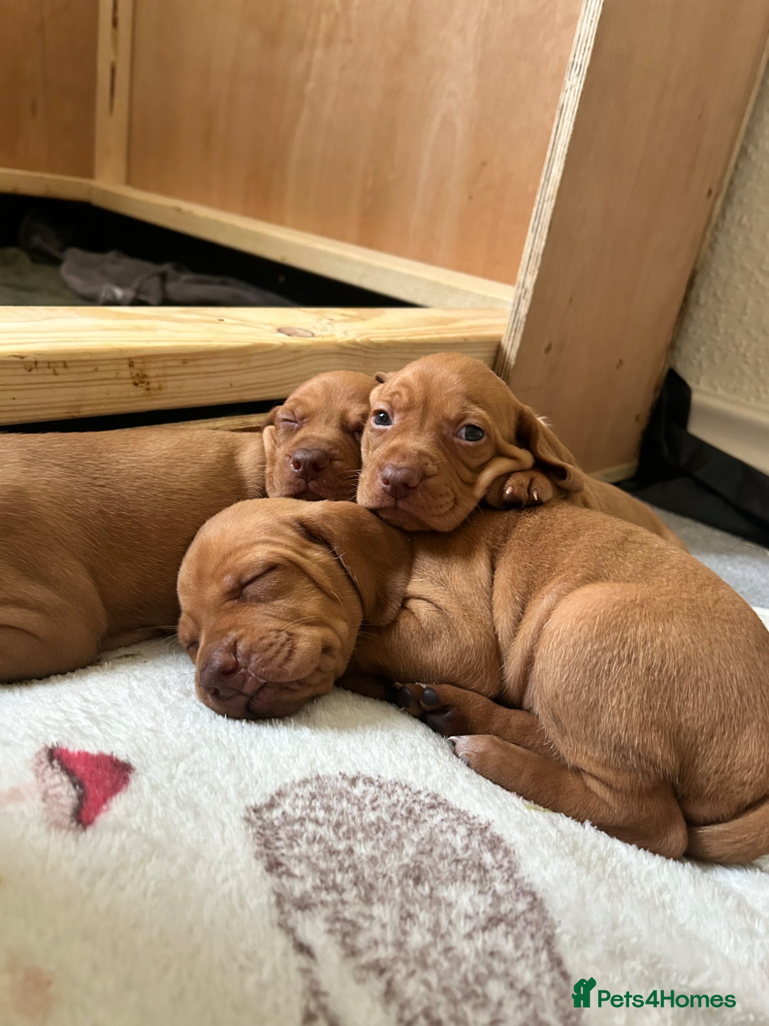 Hungarian Vizsla dogs KC Registered Hungarian Viszla litter  - Advert 6
