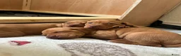 Hungarian Vizsla dogs for sale: KC Registered Hungarian Viszla litter  - Advert 12