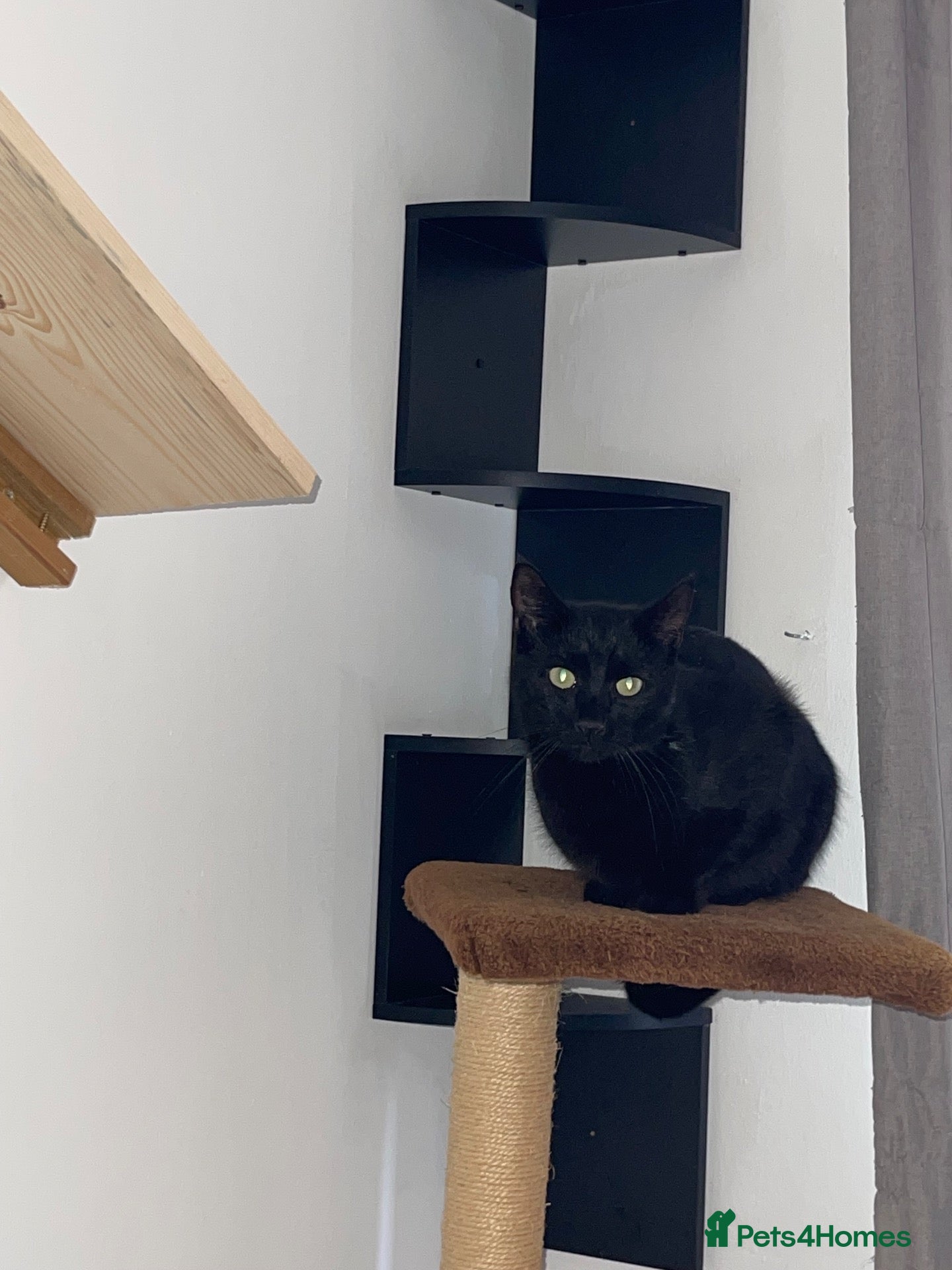 Domestic Shorthair cats Beautiful 4 year old male ‘Jasper’ - Advert 4