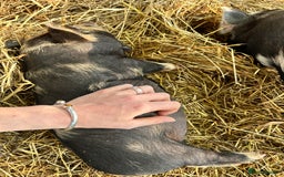 Pig livestock for sale: Kunekune Pigs  - Advert 6