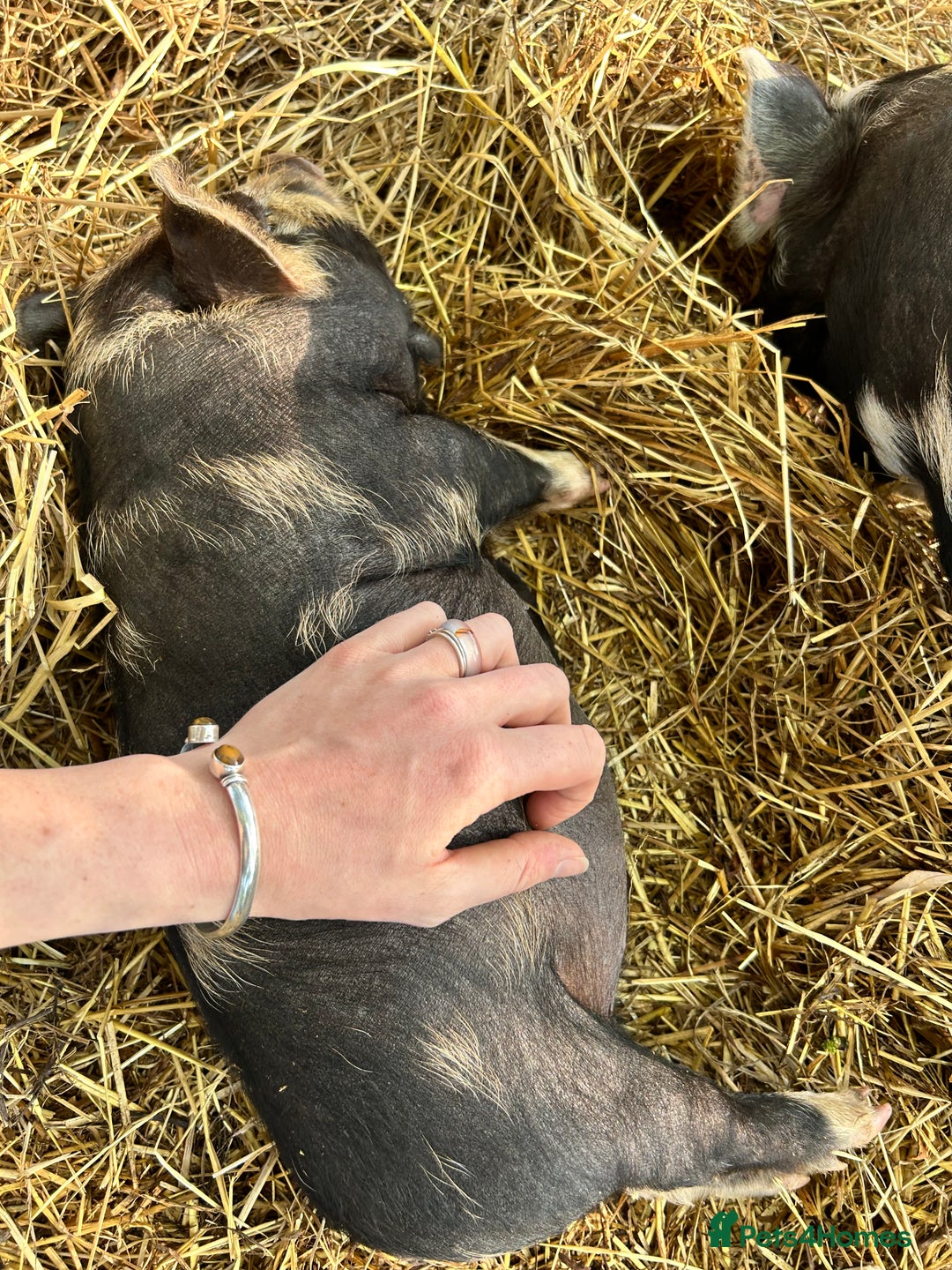 Pig livestock for sale: Kunekune Pigs  - Advert 6