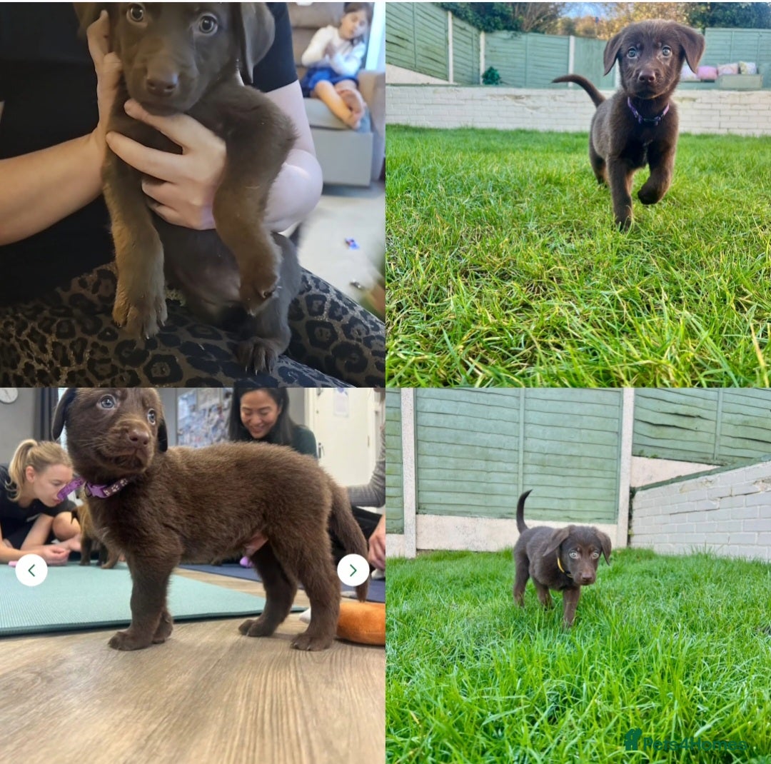 Mixed Breed dogs 2 gorgeous males READY TO GO TO A LOVING HOME - Advert 14