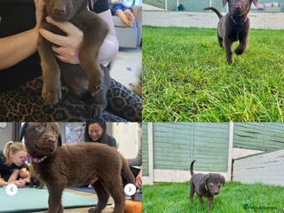 Mixed Breed dogs 2 gorgeous males READY TO GO TO A LOVING HOME - Advert 17