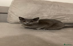 British Shorthair cats for sale: 7 months old kitten  - Image 3