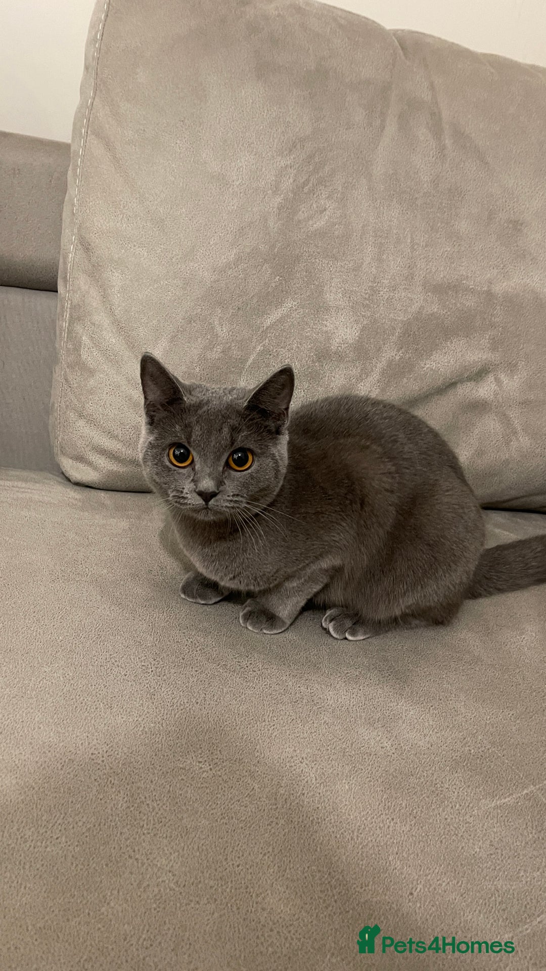 British Shorthair cats for sale: 7 months old kitten  - Image 3
