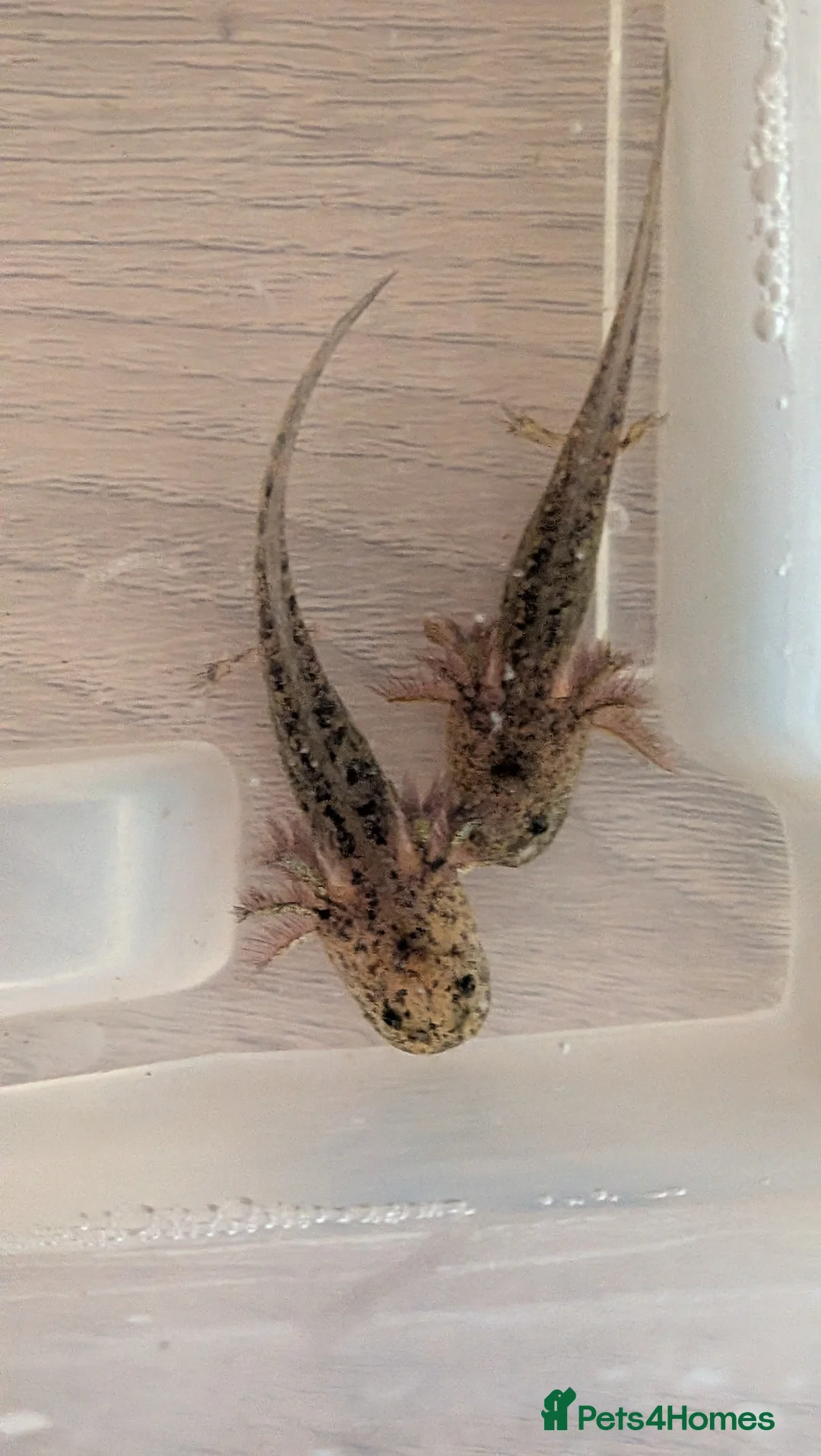 Angelfish fish for sale: Axalotls  in Tonbridge - Advert 8