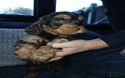 Cockapoo dogs for sale: Beautiful Cockapoo Puppies - Image 8