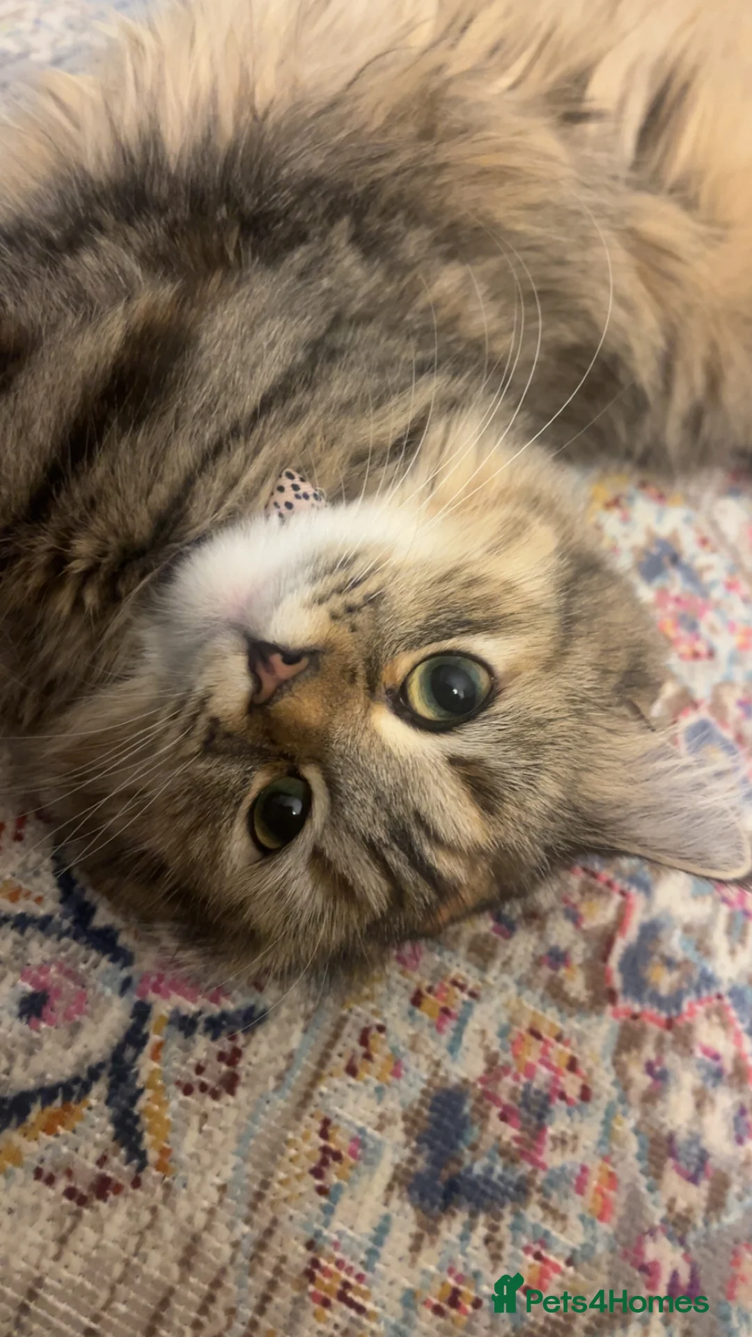 Siberian cats for sale: Pure Siberian Hypoallergenic Kitten  - Advert 1