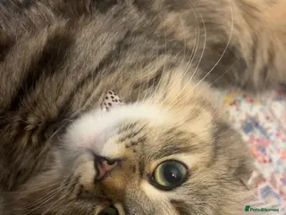 Siberian cats Pure Siberian Hypoallergenic Kitten - Advert 14