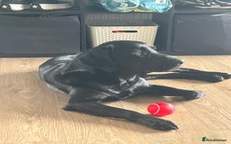 Labrador Retriever dogs for stud: Diesel  - Image 2