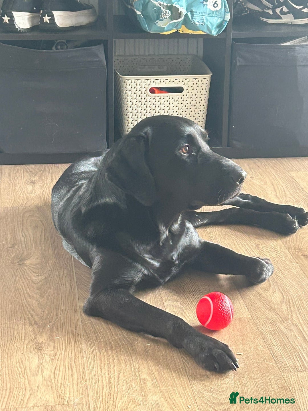 Labrador Retriever dogs for stud: Diesel  - Image 2