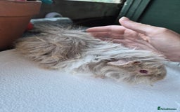 Guinea Pig rodents for sale: Lunkarya/texel guinea pig babies - Image 3